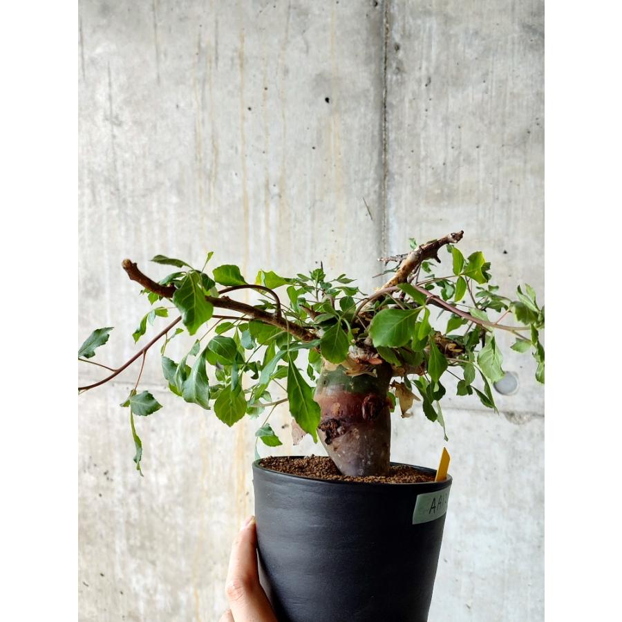 植物】コミフォラ・カタフ ターカネンシス 発根済み【AA12 植物】コミフォラ・カタフ ターカネンシス 発根済み【AA12