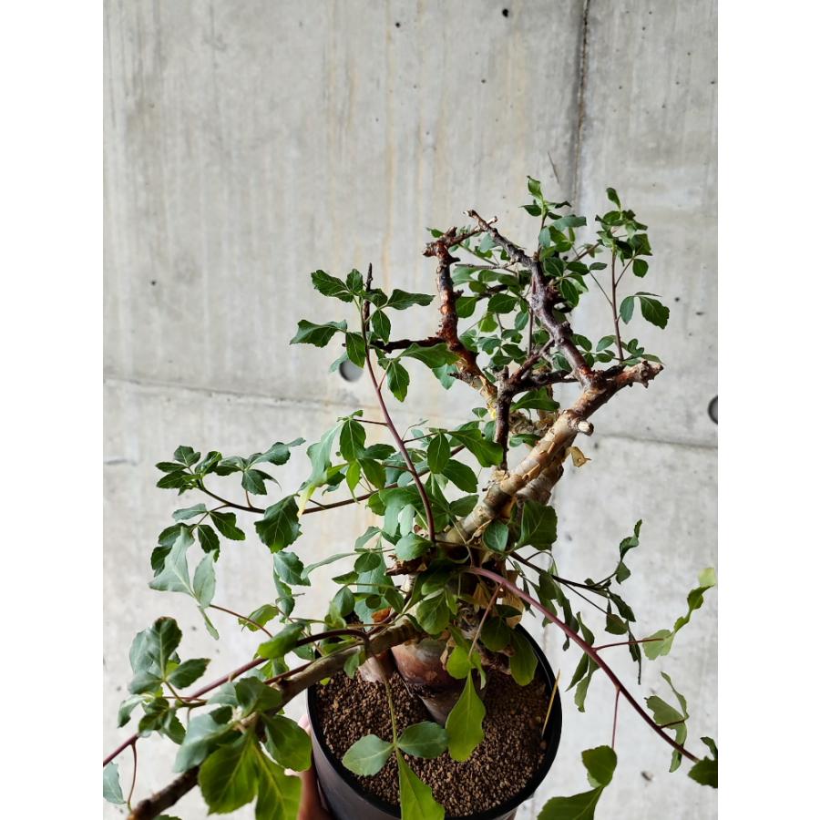 植物】コミフォラ・カタフ ターカネンシス 発根済み【AA12 植物】コミフォラ・カタフ ターカネンシス 発根済み【AA12