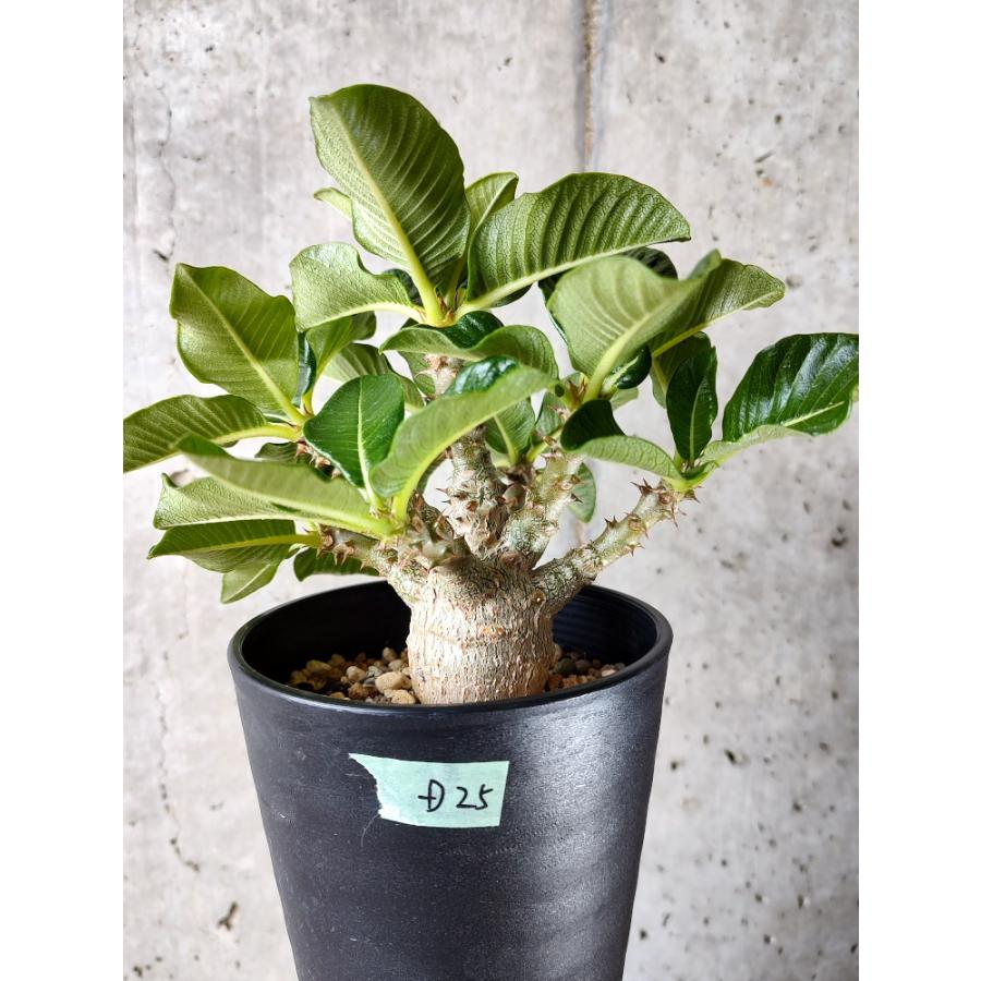 植物】パキポディウム・ウィンゾリー【D25】 Pachypodium windsorii