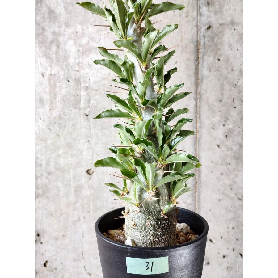 植物】パキポディウム・サンデルシー 白馬城 発根済み【D31