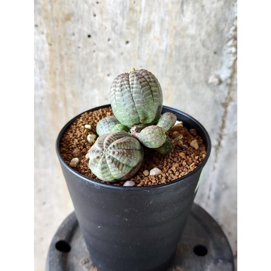 植物】ユーフォルビア・オベサ 多頭【E14】 Euphorbia obesa