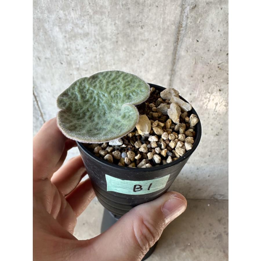 ベスト 【鉢ごと】チレコドン シングラリス 実生 鉢ごと】チレコドン