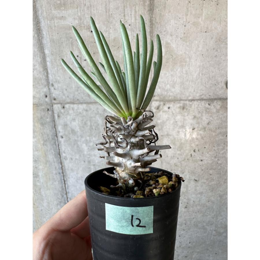 現品限り】チレコドン・ワリチー【B12】 Tylecodon wallichii【植物