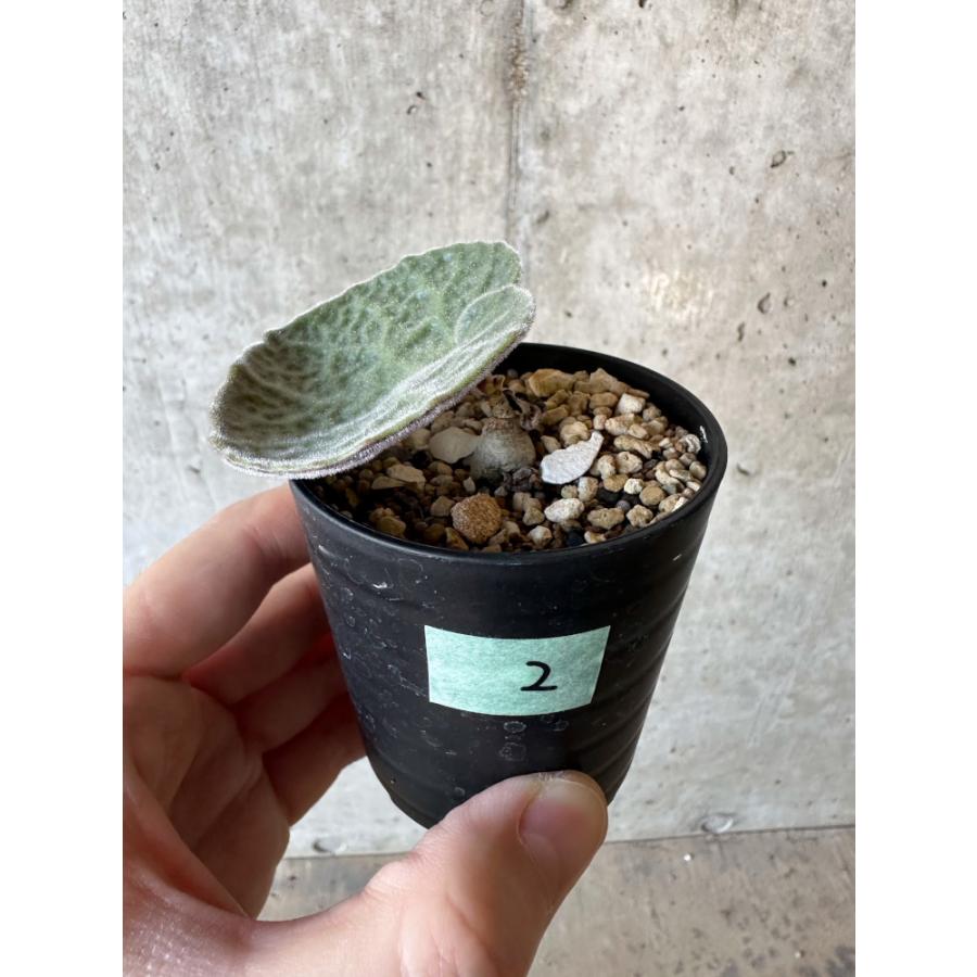 現品限り】チレコドン・シングラリス【B2】 Tylecodon singularis