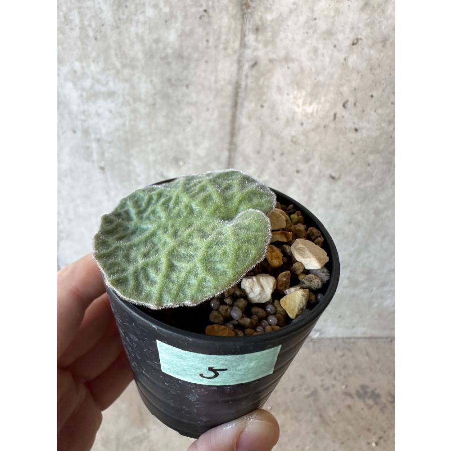 現品限り】チレコドン・シングラリス【B5】 Tylecodon singularis