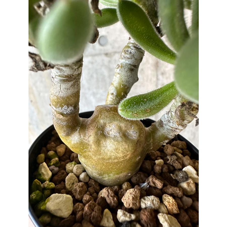 現品限り】チレコドン・レウコスリクス【B53】 Tylecodon leucothrix