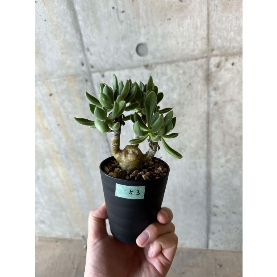 現品限り】チレコドン・レウコスリクス【B53】 Tylecodon leucothrix