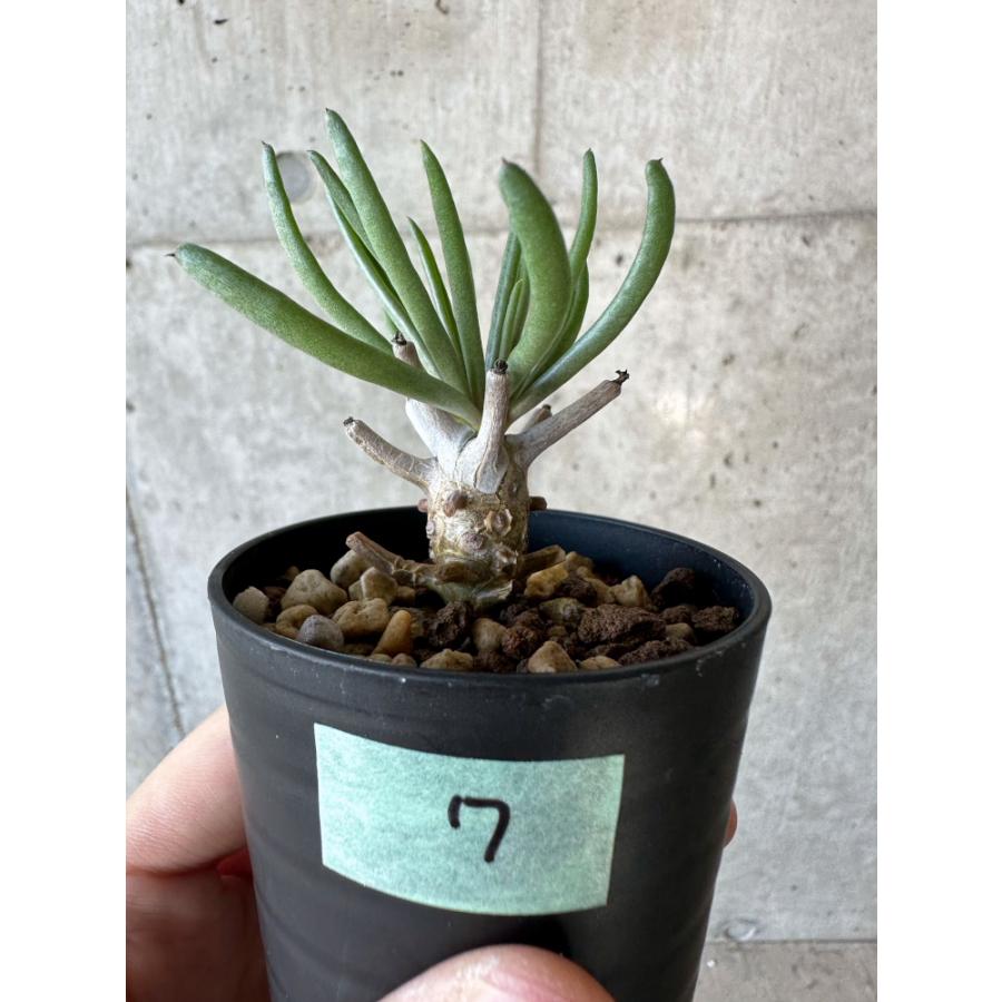 J*m様 チレコドン ワリチー チレコドン・ワリチー 【公式通販】