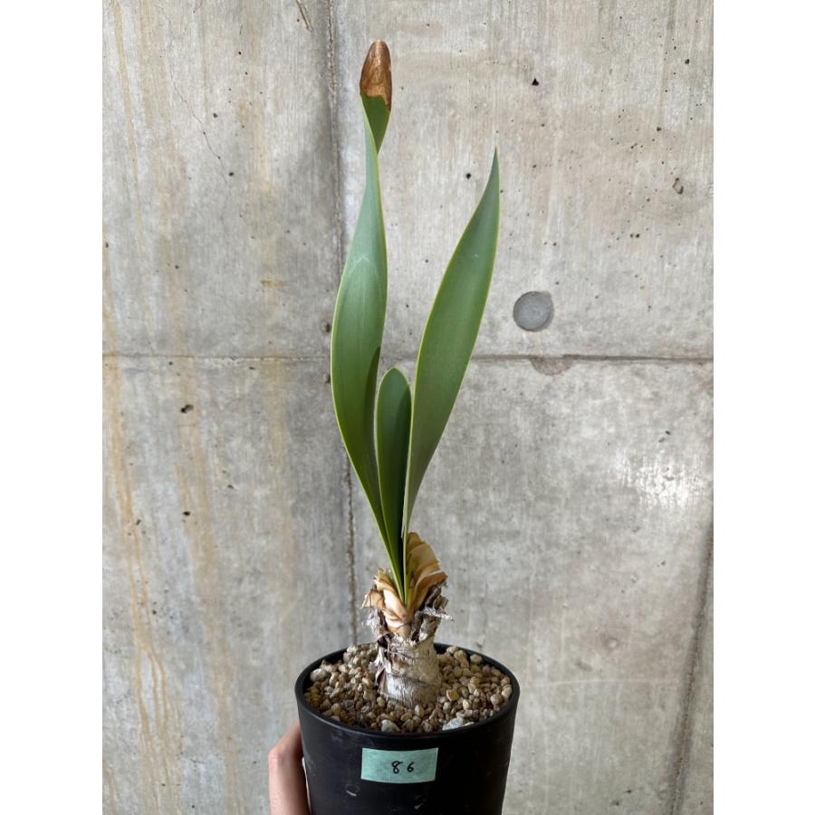 現品限り】キルタンサス・オブリクス【B86】 Cyrtanthus obliques 