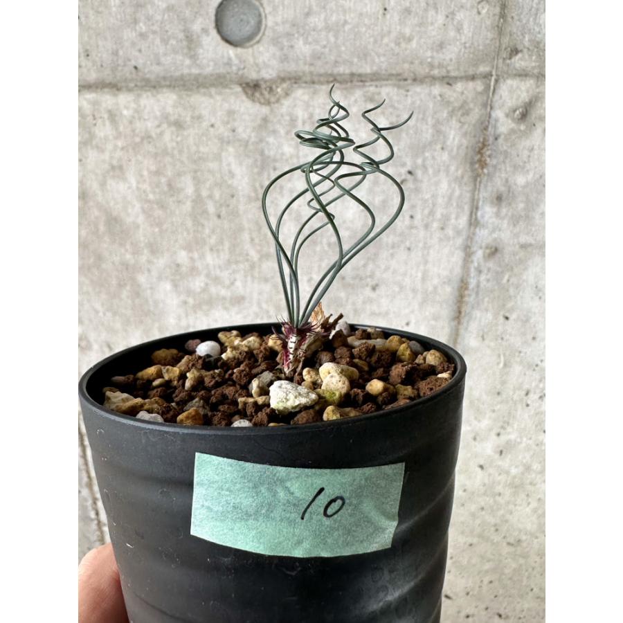 現品限り】ゲチリス・ベルティシラータ【C10】 Gethyllis verticillata