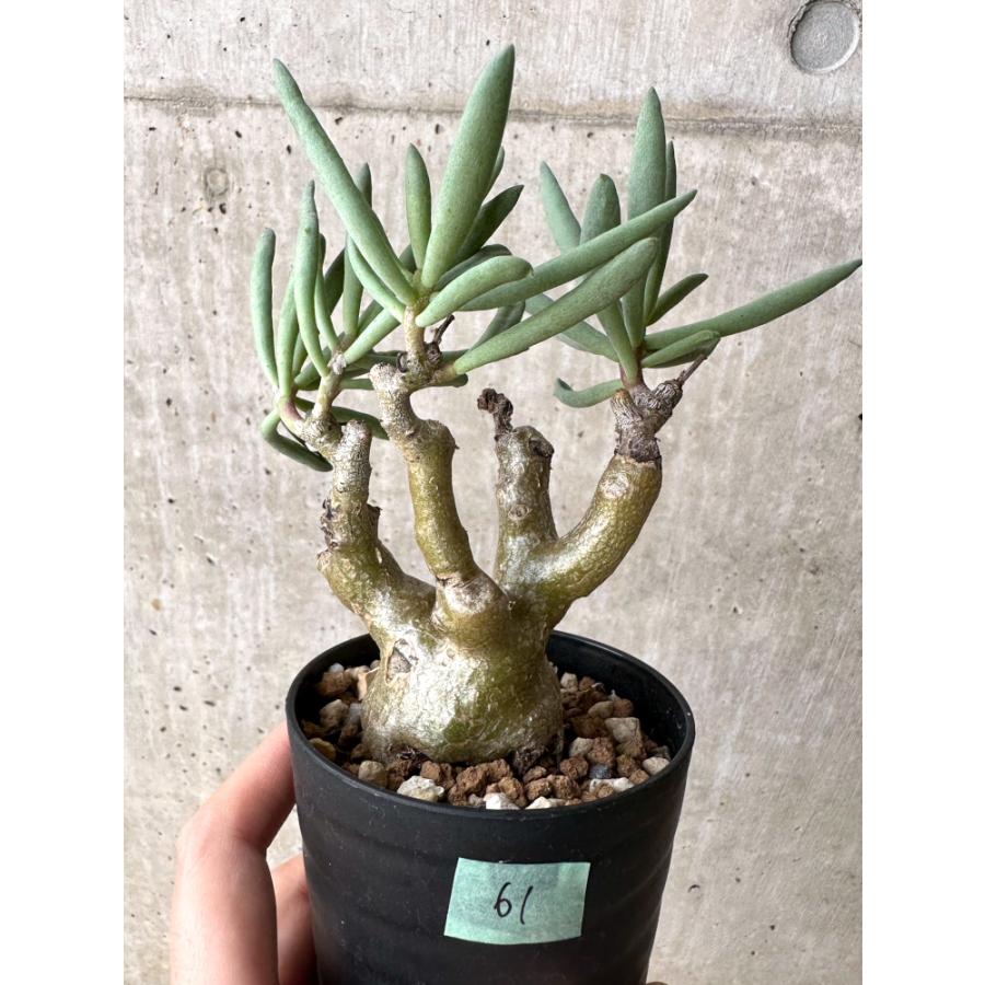 現品限り】チレコドン・フラギリス【C61】 Tylecodon fragilis【植物 