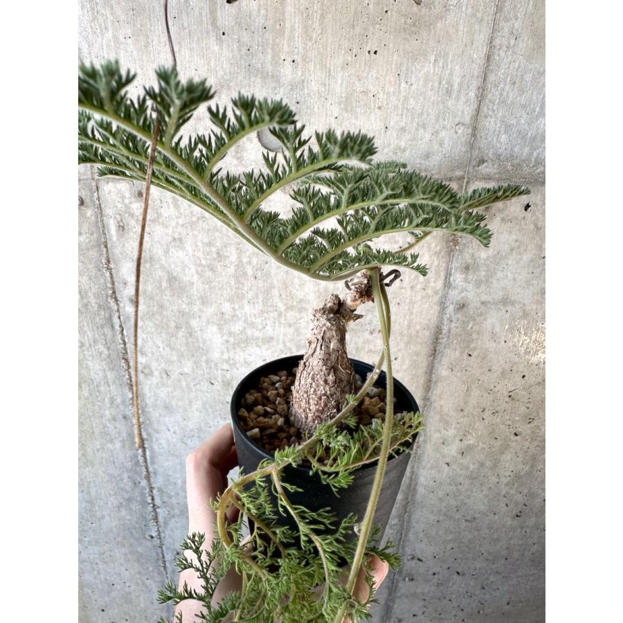 現品限り】ペラルゴニウム・トリステ【D55】 Pelargonium triste 現品限り】ペラルゴニウム・トリステ【D55】 Pelargonium triste