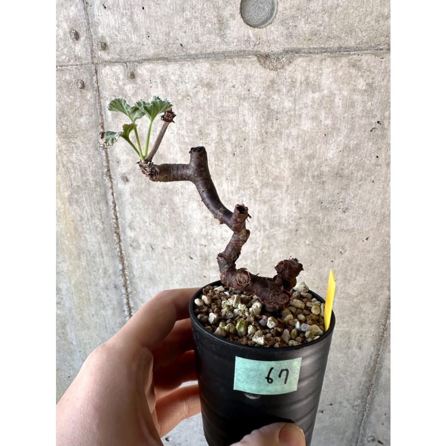 現品限り】ペラルゴニウム・ミラビレ 挿し木【D67】 Pelargonium 現品限り】ペラルゴニウム・ミラビレ 挿し木【D67】 Pelargonium