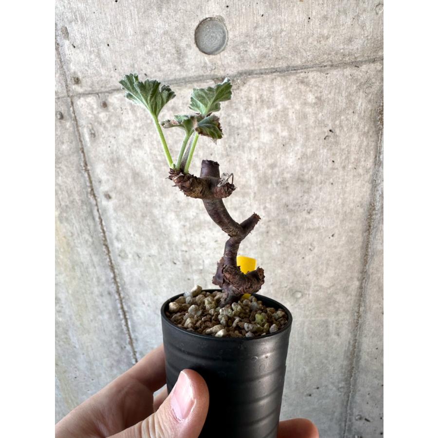 現品限り】ペラルゴニウム・ミラビレ 挿し木【D67】 Pelargonium 現品限り】ペラルゴニウム・ミラビレ 挿し木【D67】 Pelargonium