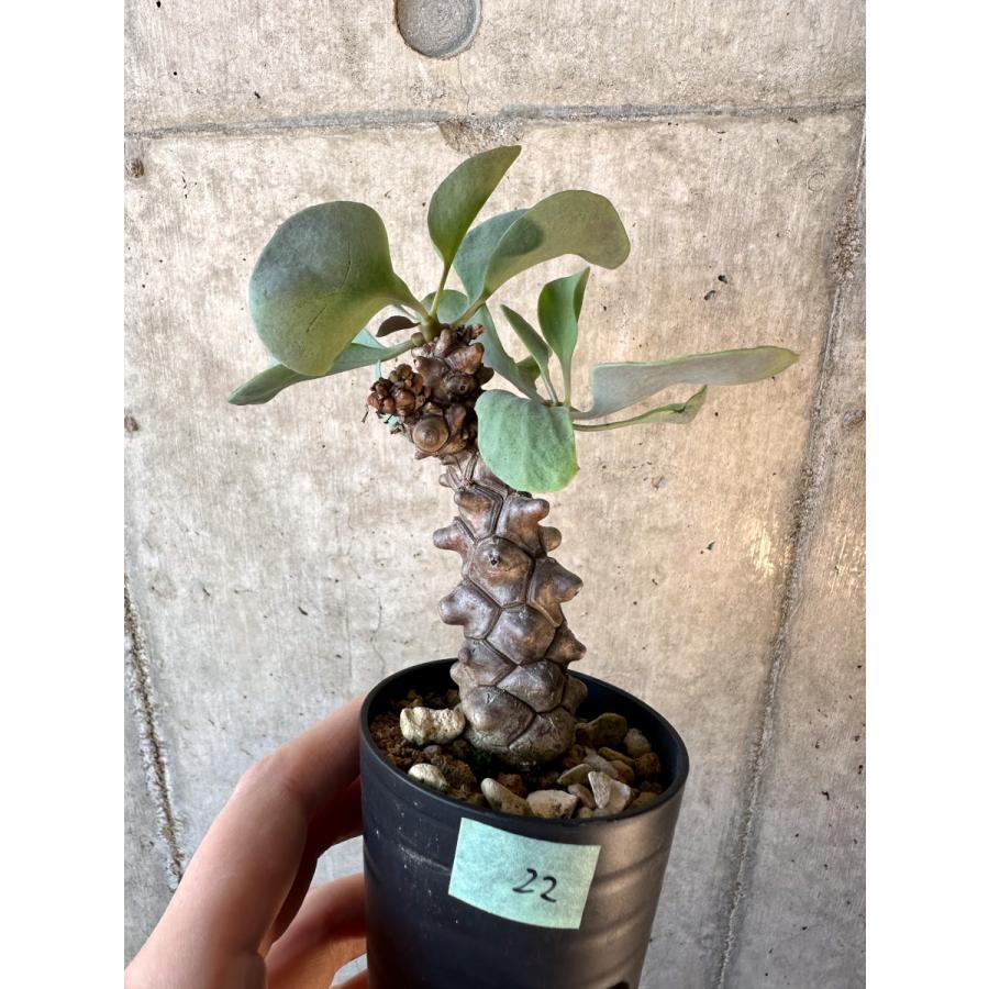 現品限り】オトンナ・ヘレー【E22】 Othonna herrei【植物】塊根植物