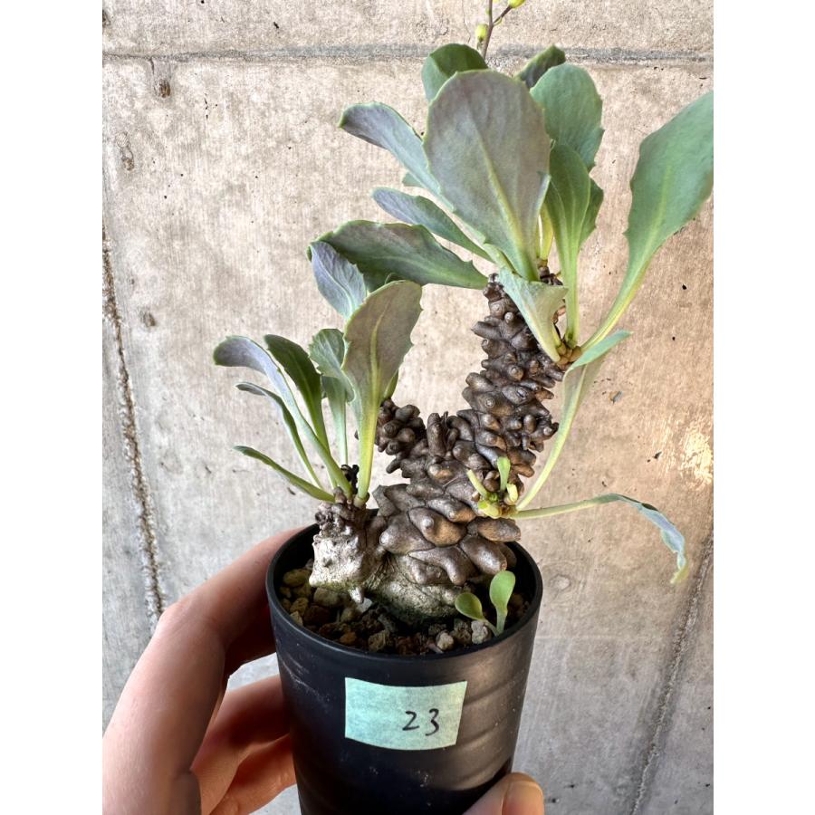 現品限り】オトンナ・ヘレー【E23】 Othonna herrei【植物】塊根植物