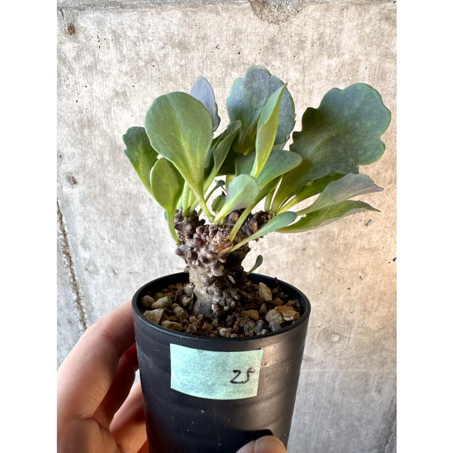 現品限り】オトンナ・ヘレー【E25】 Othonna herrei【植物】塊根植物