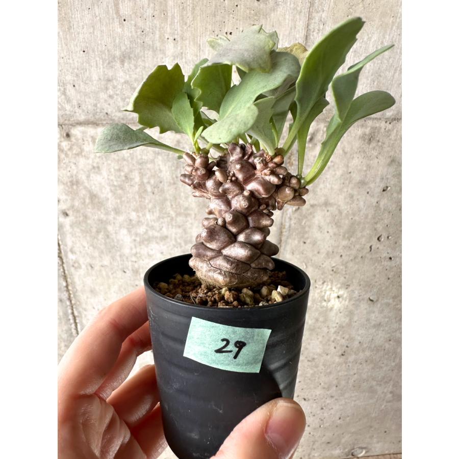 現品限り】オトンナ・ヘレー【G29】 Othonna herrei【植物】塊根植物