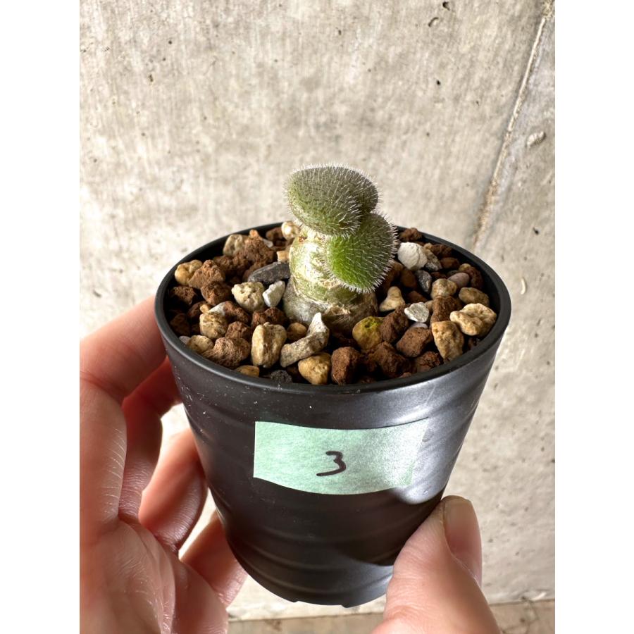 【激レア】チレコドン　スルフレウス　希少株 今週の入荷】 チレコドン スルフレウス / Tylecodon sulphureus