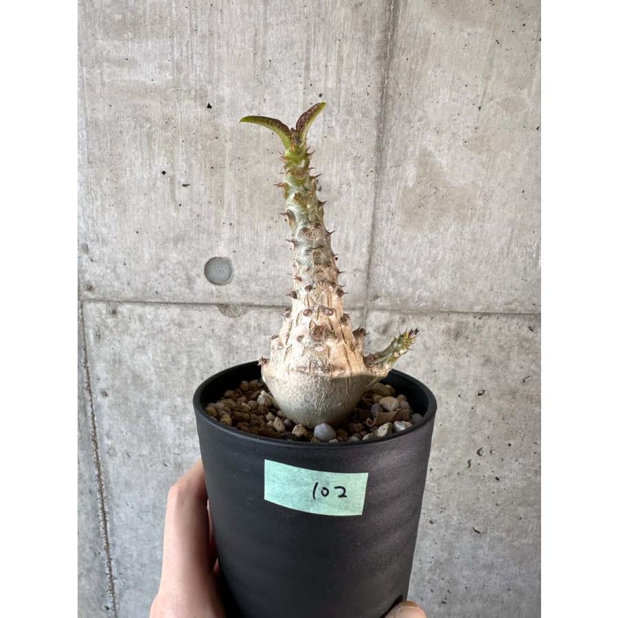 現品限り】パキポディウム・ウィンゾリー 実生【A102】 Pachypodium