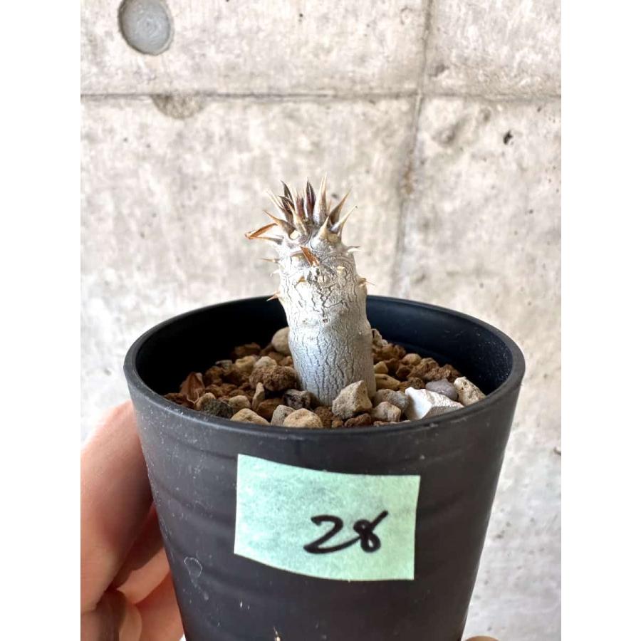 現品限り】パキポディウム・デンシフローラム【A28】 Pachypodium