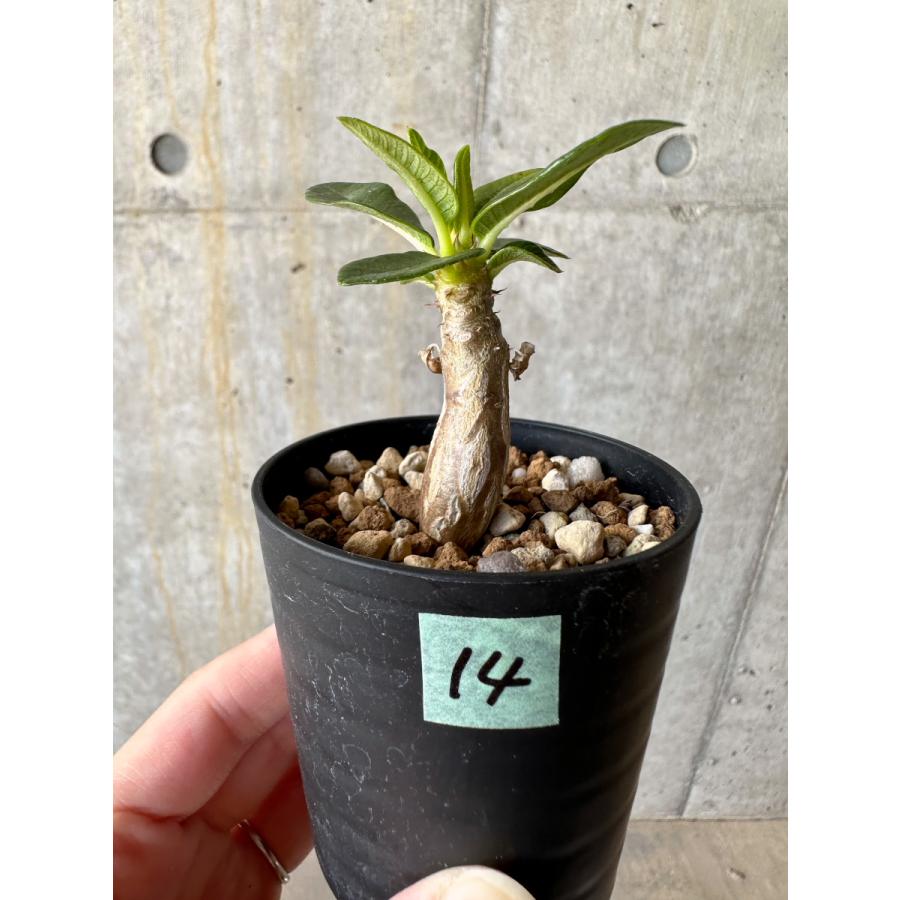 現品限り】パキポディウム・ウィンゾリー 実生【D14】 Pachypodium