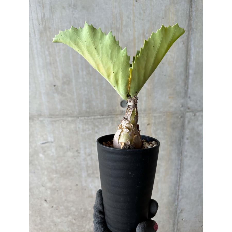 現品限り】キフォステンマ・バイネシー【E111】 Cyphostemma bainesii