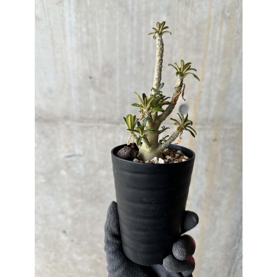 現品限り】ドルステニア・ギガス 実生【E21】 Dorstenia gigas【植物 