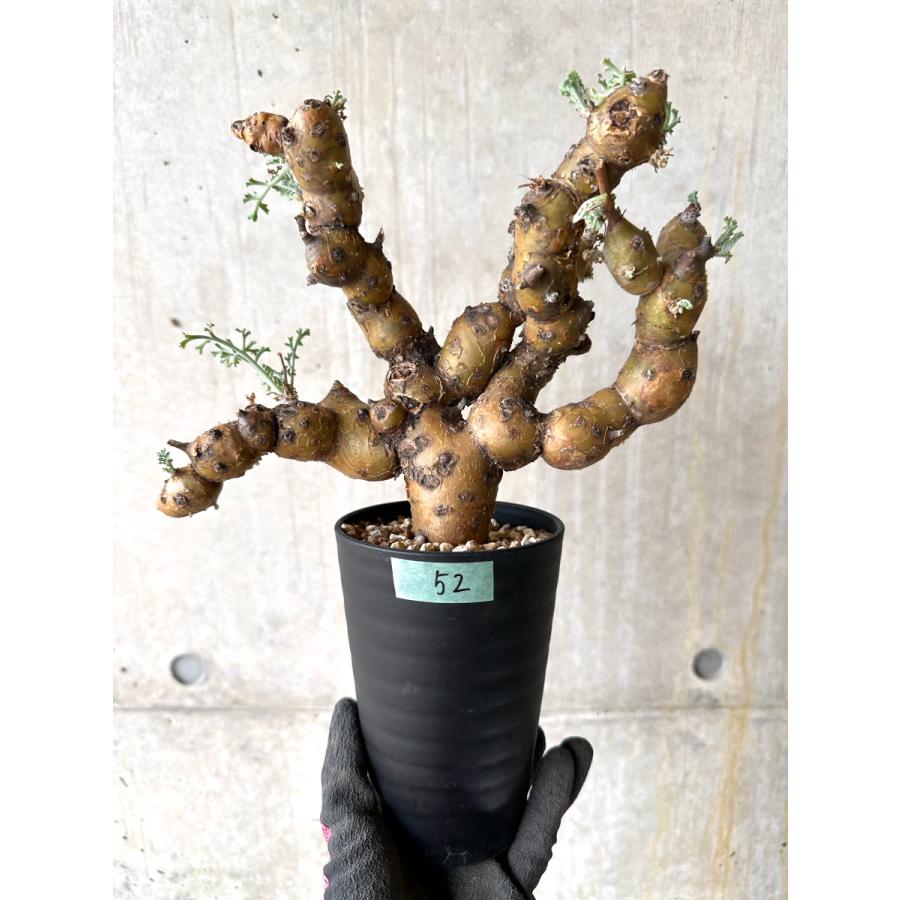 現品限り】ペラルゴニウム・クリズミフォリウム 現地株 おそらく発根