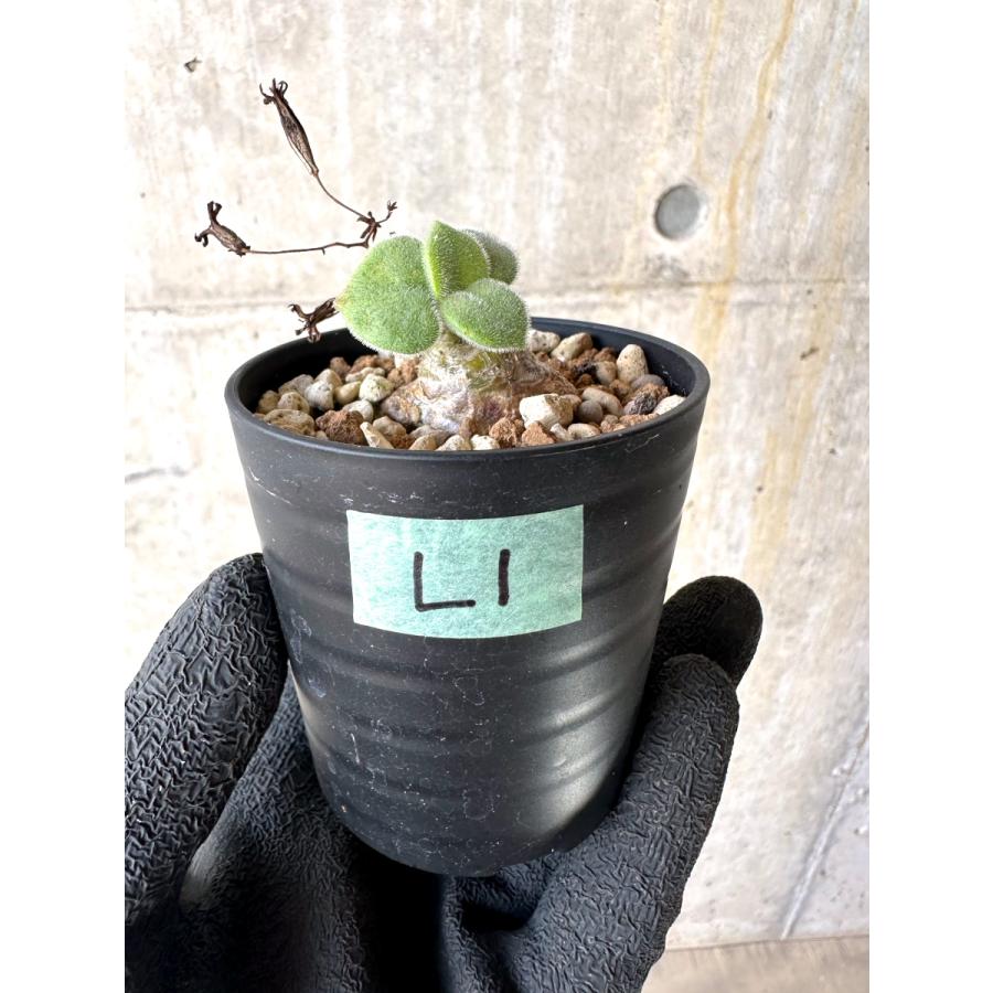 現品限り】チレコドン・ノルティ【L1】 Tylecodon nolteei【植物】塊根
