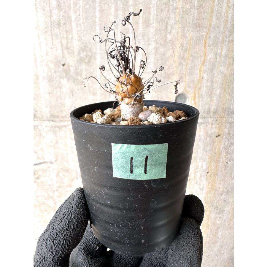 オトンナ　レピドカウリス　塊根植物　多肉植物　コーデックス 楽天市場】オトンナ・レピドカウリス 7.5cm鉢 カクタス長田 キク科