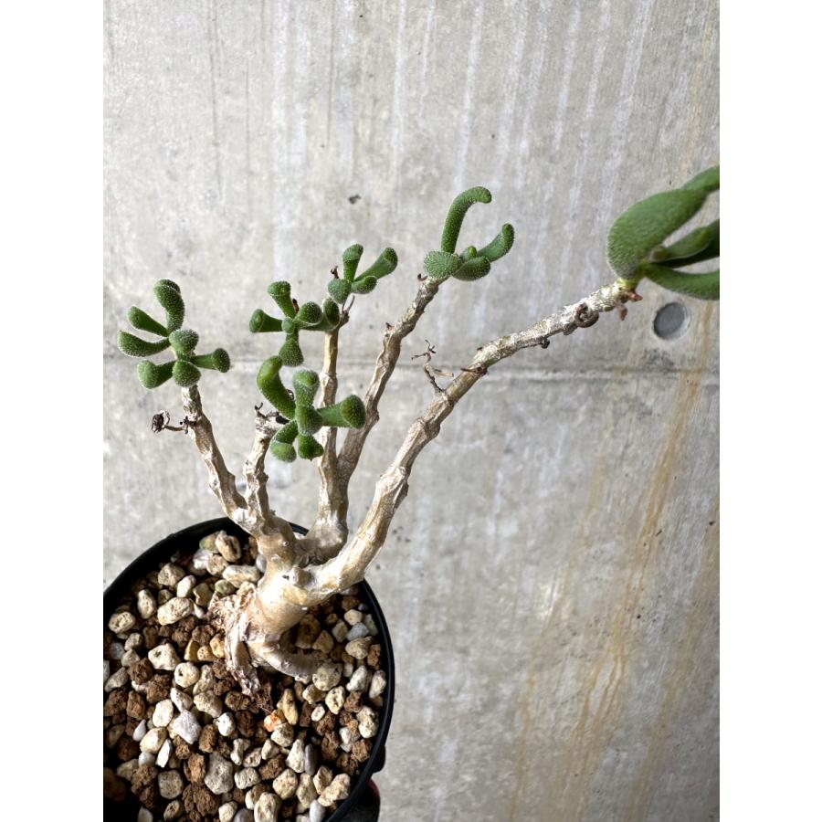 【現品限り】チレコドン・ピグマエウス【L51】 Tylecodon pygmaeus【植物】塊根植物 夏型 コーデックス : プラント ...