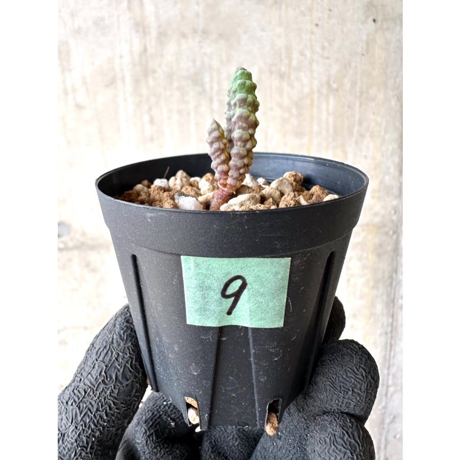 現品限り】ブルビネ・ブルインシー 成長途中【L9】 Bulbine bruynsii