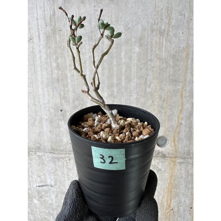 現品限り】チレコドン・シミリス【P32】 Tylecodon similis【植物