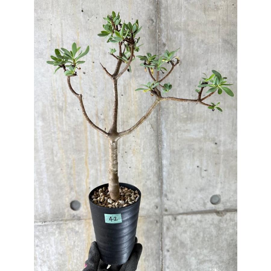 現品限り】オトンナ・アルブスクラ【Q42】 Othonna arbuscula【植物