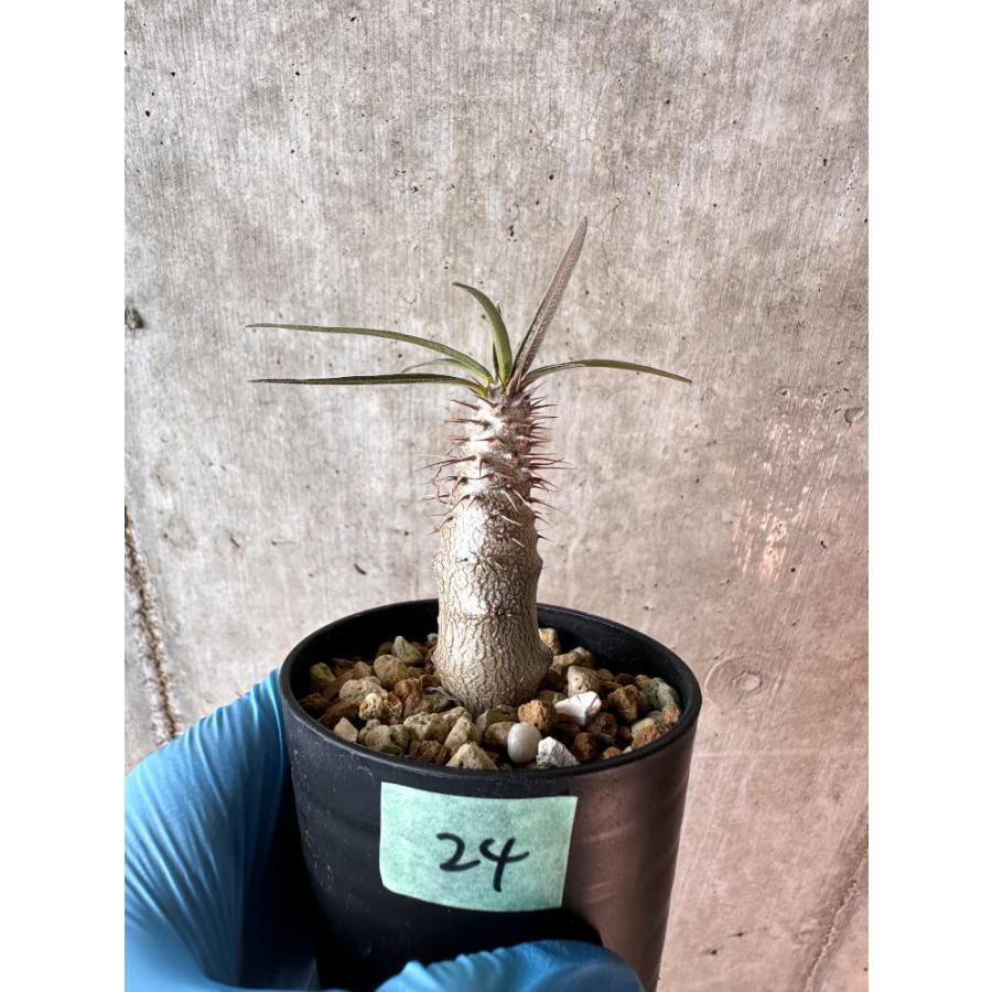 現品限り】パキポディウム・グラキリス【A24】 Pachypodium