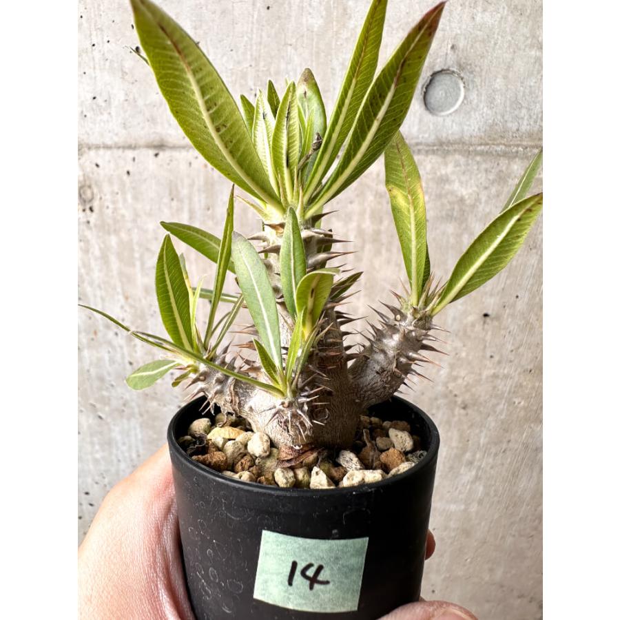 現品限り】パキポディウム・ロスラーツム 実生【C14】 Pachypodium