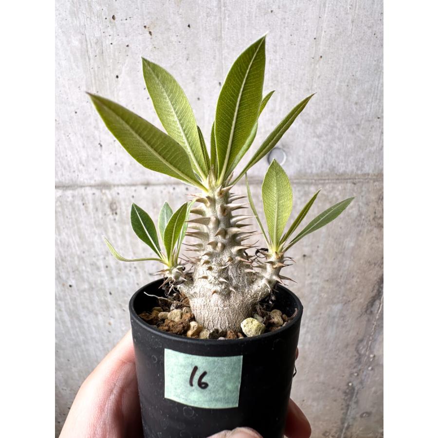 現品限り】パキポディウム・ロスラーツム 実生【C16】 Pachypodium
