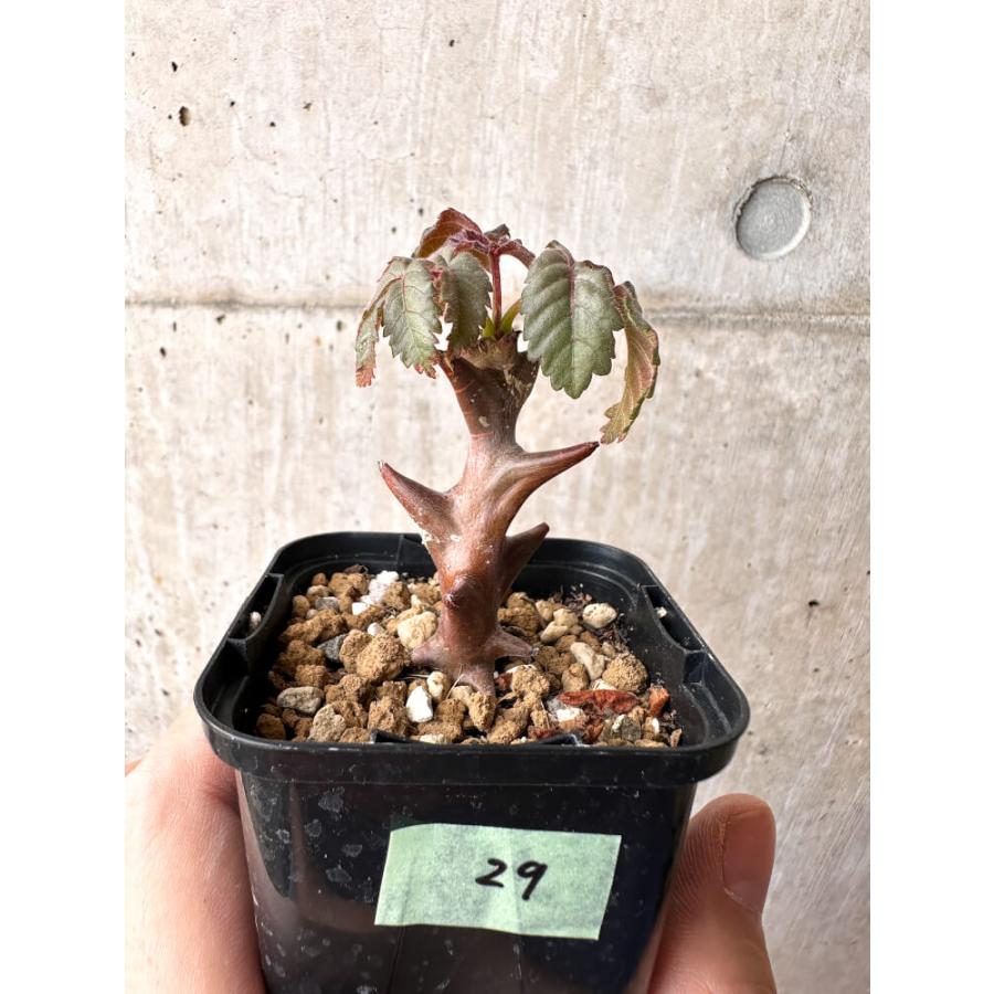 現品限り】ベイセリア・メキシカーナ【C29】 Beiselia mexicana【植物