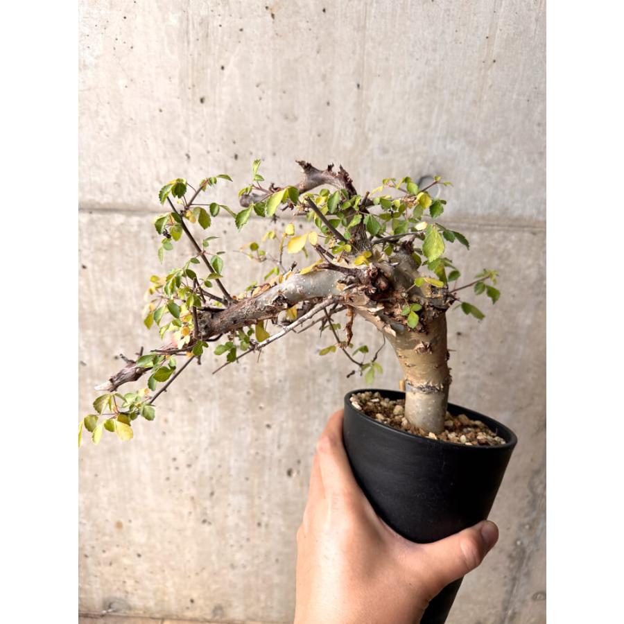 現品限り】コミフォラ・カタフ ターカネンシス 発根済み 2年以上管理