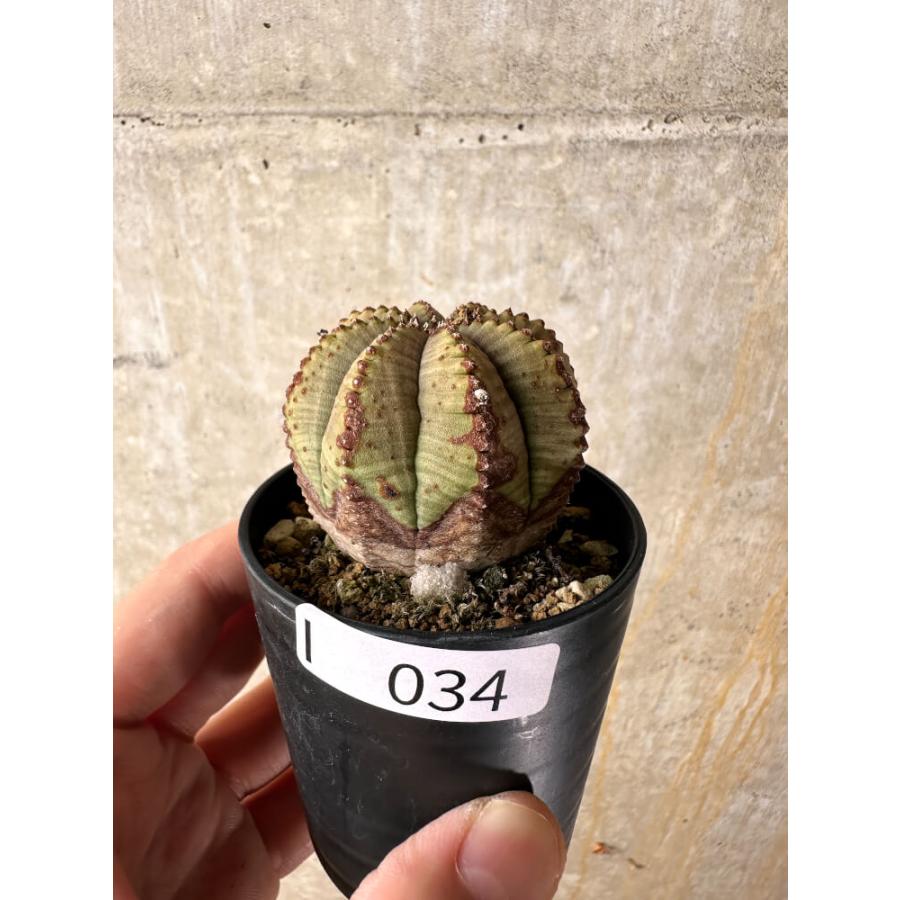 Euphorbia obesa ユーフォルビア オベサ 塊根植物 現品限り】ユーフォルビア・オベサ【I34】 Euphorbia obesa【植物