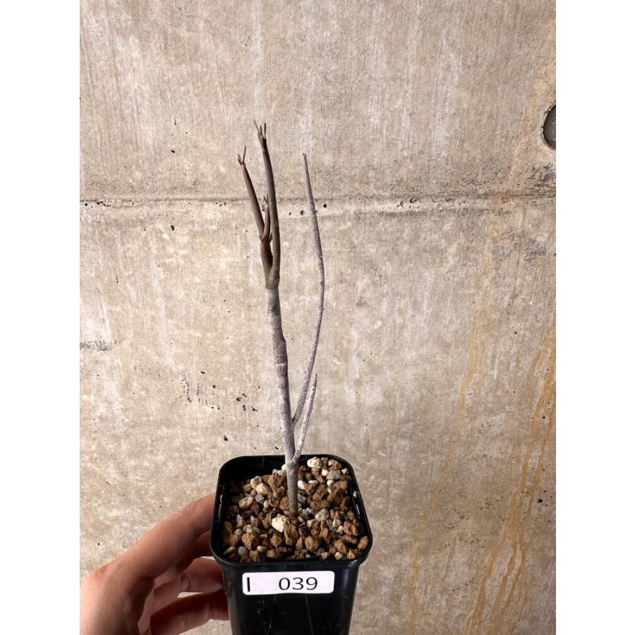 現品限り】ユーフォルビア・アルブスクラ【I39】 Euphorbia arbuscula