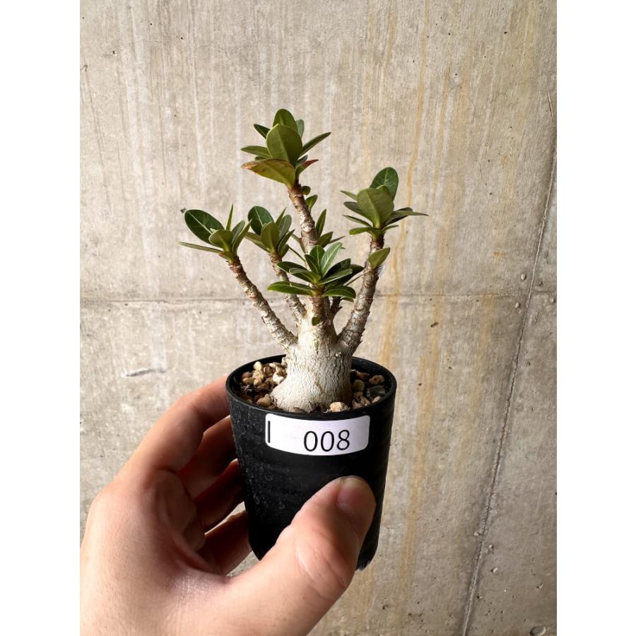 現品限り】アデニウム・アラビカム【I8】 Adenium arabicum【植物