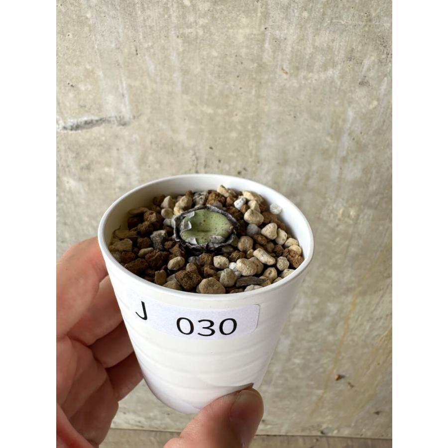 現品限り】コノフィツム・クラテリフォルメ【J30】 Conophytum