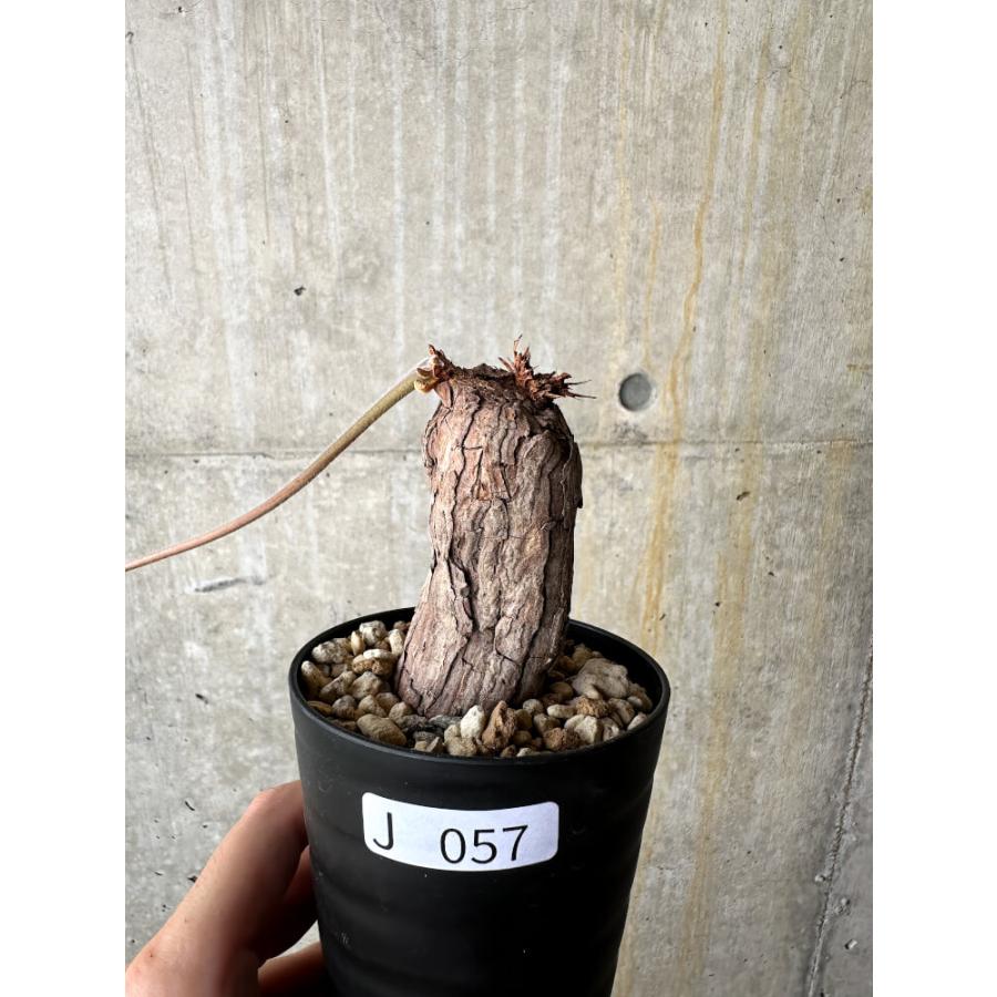 ペラルゴニウム※トリステ 現品限り】ペラルゴニウム・トリステ【J57】 Pelargonium triste【植物