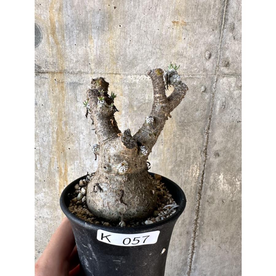 現品限り】チレコドン・ペアルソニー 現地株 発根済み【K57