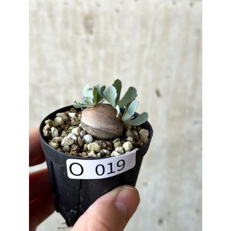現品限り】オトンナ・カカリオイデス 現地株 発根済み【O19】 Othonna