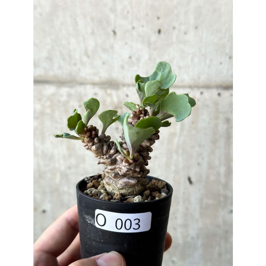 大株 特選 現地株 オトンナ ヘレー 大株 特選 現地株 オトンナ ヘレー 【現品限り】オトンナ