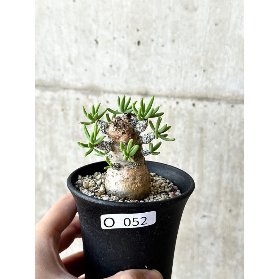 現品限り】チレコドン・ペアルソニー 長期管理株【O52】 Tylecodon