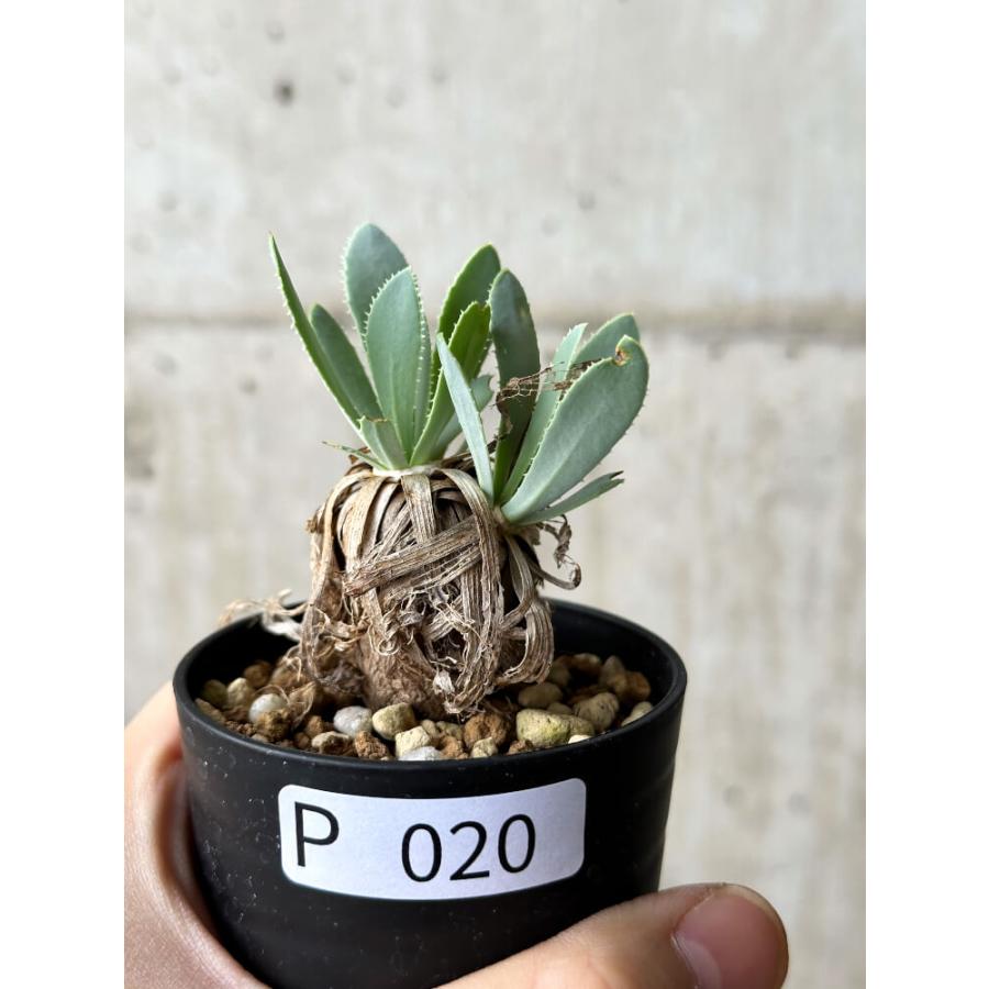 現品限り】オトンナ・レトロルサ【P20】 Othonna retrorsa【植物】塊根